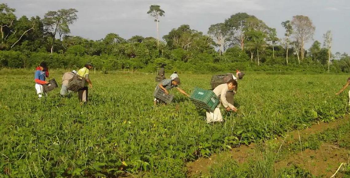 Prêmio Fundação Bunge para produção acadêmica destaca agricultura familiar e produção