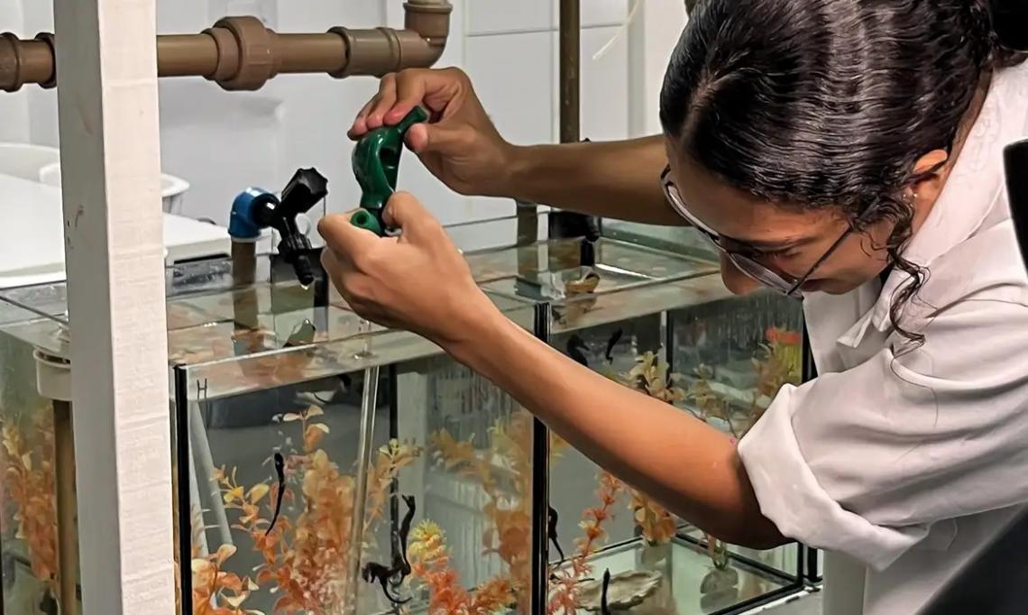 Projeto abre espaço para público conhecer habitat dos cavalos marinhos
