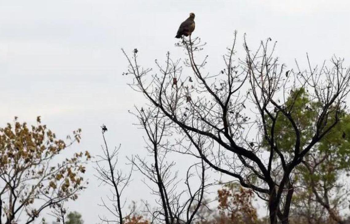 Novas tecnologias ajudam brigadistas a proteger o Cerrado de incêndios, monitoramento em tempo real