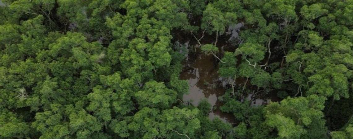 Pesquisa mostra queda de 60% do desmatamento na Mata Atlântica na comparação com 2021