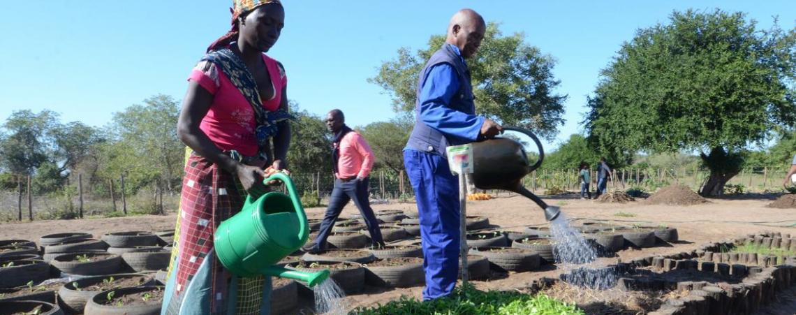 Países precisam diversificar produção para garantir segurança alimentar, diz FAO