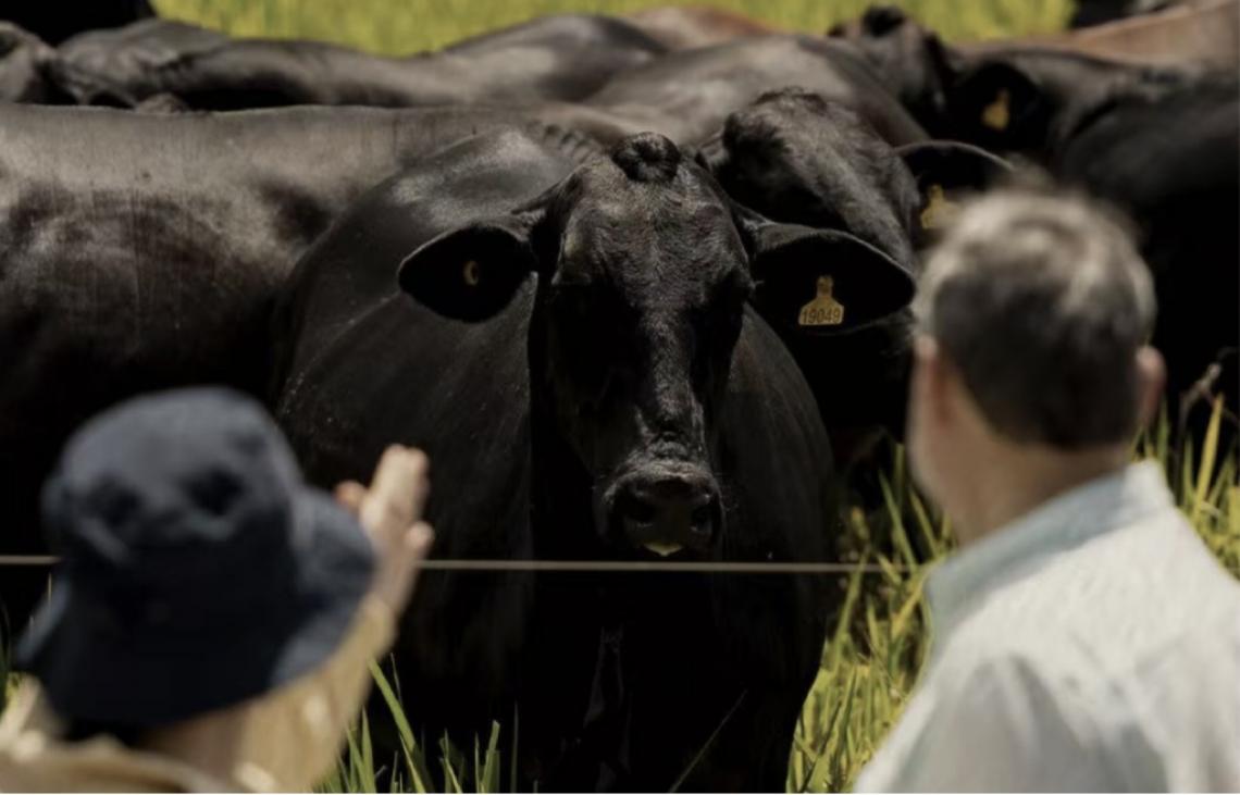 Da soja à carne bovina brasileira livre de desmatamento, sustentabilidade se torna novo padrão de consumo na China
