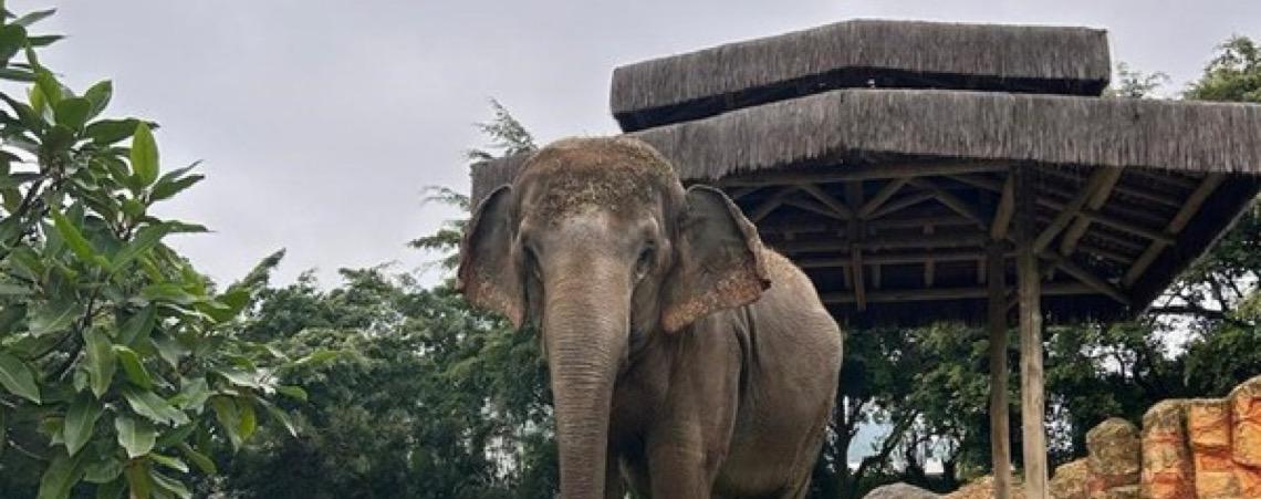 Justiça ordena que elefanta Baby seja transferida do Beto Carrero World para santuário em Mato Grosso