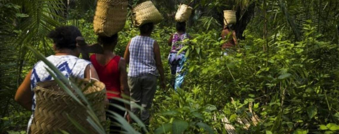 Por que as unidades de conservação são tão importantes e como são criadas?