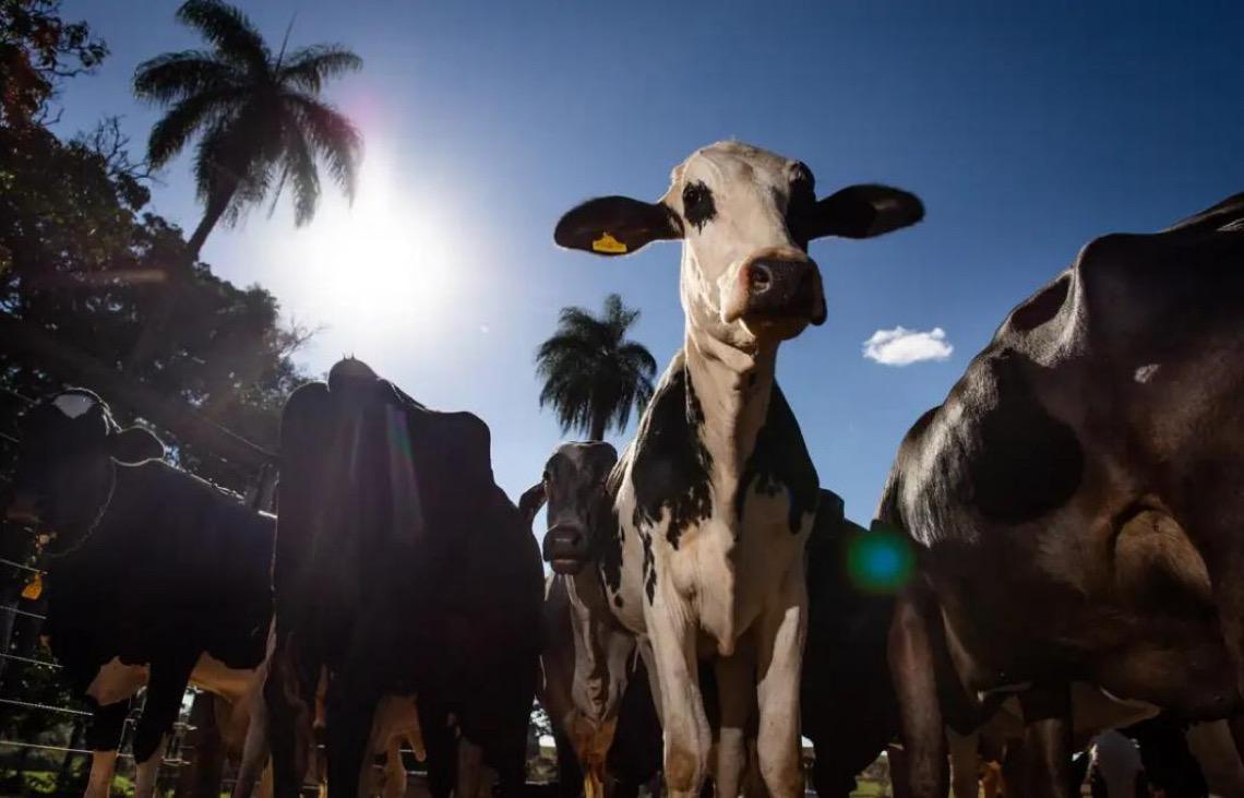 União Europeia oficializa veto à carne brasileira,  além de mel, tripas e peixe, a partir de setembro