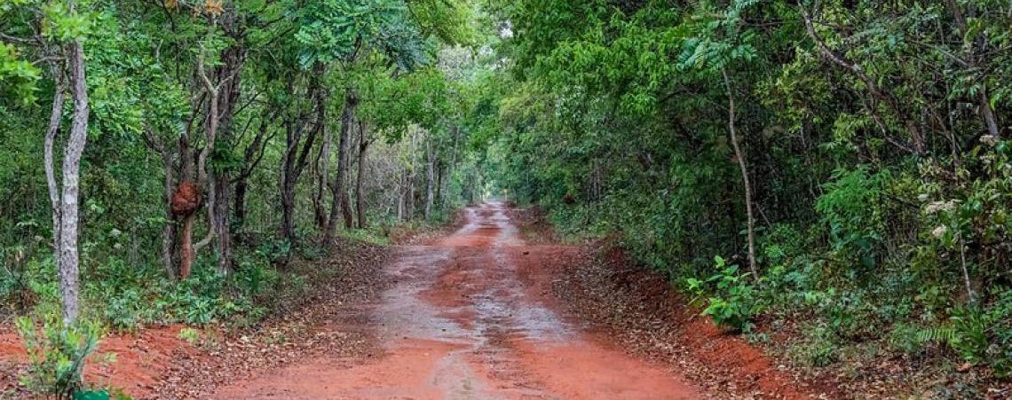 Distrito Federal investe R$ 16,8 milhões em ações ambientais durante o mês do Meio Ambiente