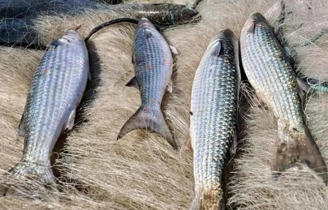 Pesca de tainha na modalidade arrasto de praia está suspensa após Brasil atingir limite de 90% da cota