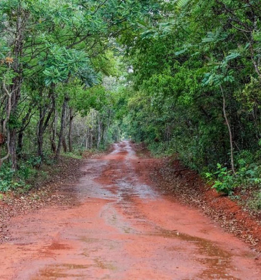 Distrito Federal investe R$ 16,8 milhões em ações ambientais durante o mês do Meio Ambiente