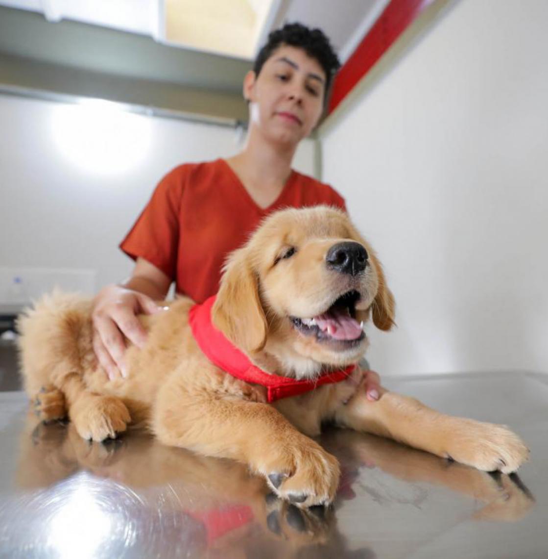 Projeto treina cães-guia para promover autonomia a deficientes visuais