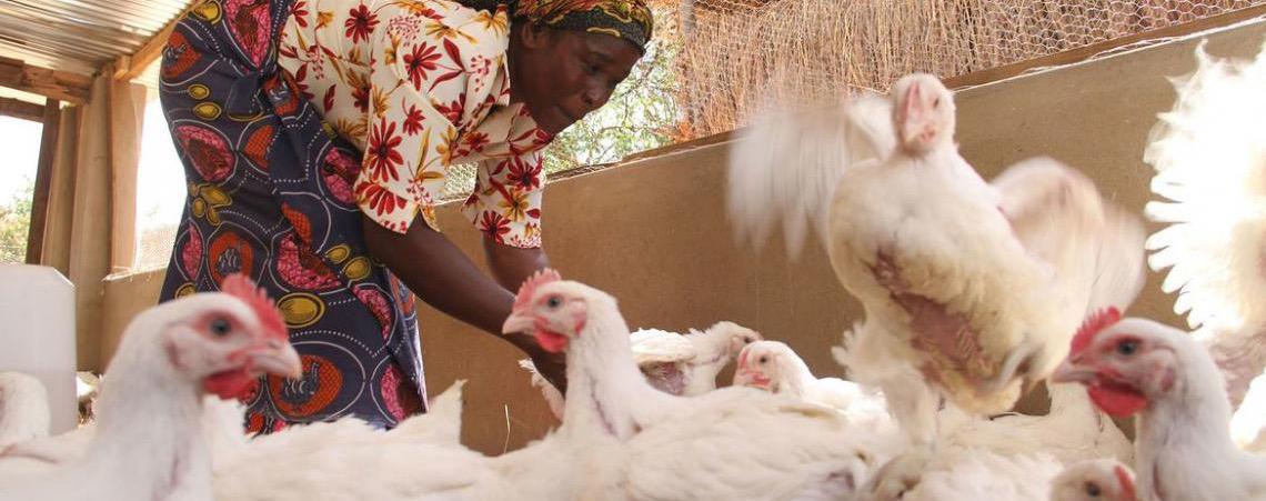 Produção mundial de alimentos de origem animal dispara em seis décadas, diz FAO