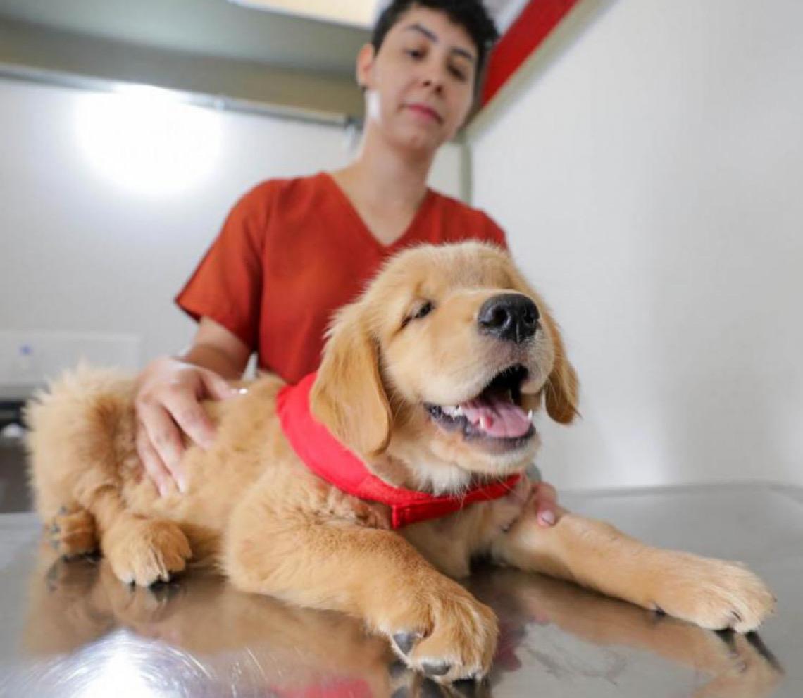 Projeto treina cães-guia para promover autonomia a deficientes visuais