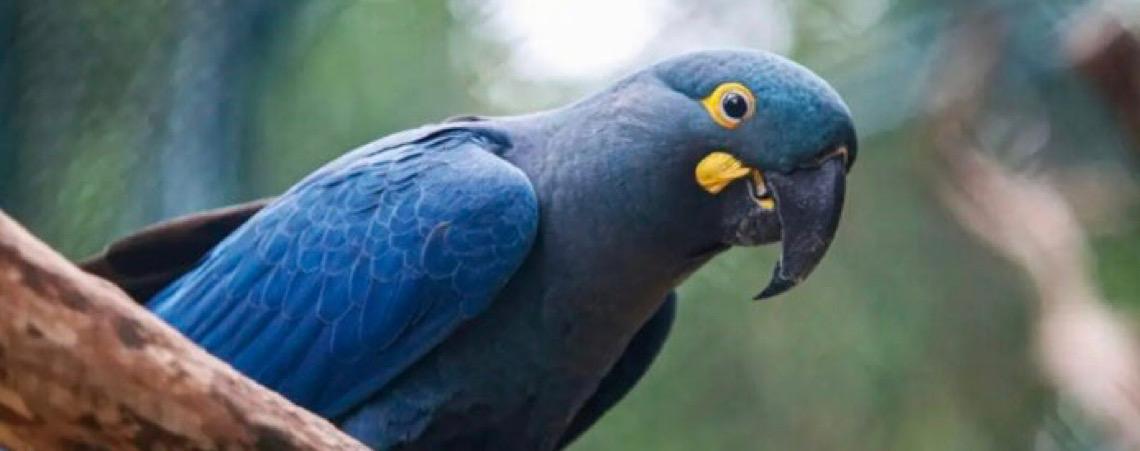 Adaptação lenta da rede elétrica na Bahia ameaça arara-azul-de-lear, diz projeto de conservação