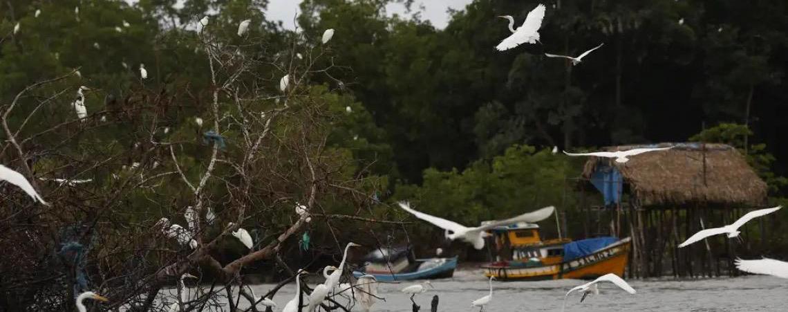 Desmatamento na Amazônia Legal cai 61,4% em maio deste ano