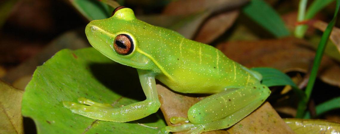 Sem acesso a água, anfíbios ficam mais vulneráveis a fungo letal