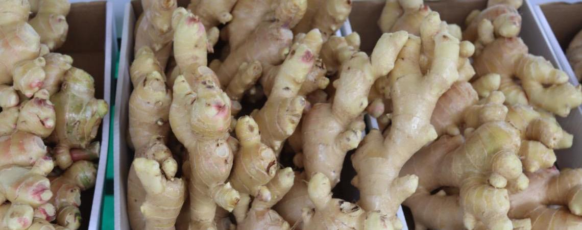 Gengibre ganha data oficial no DF e reforça protagonismo de produtores da raiz
