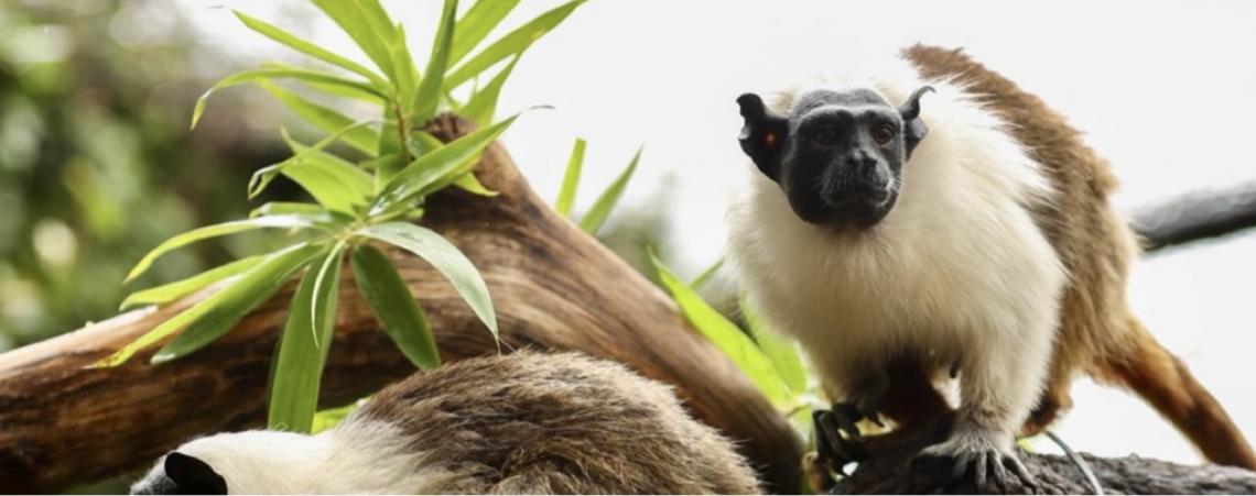 Casais do Zoológico de Brasília ajudam a fortalecer espécies ameaçadas de extinção