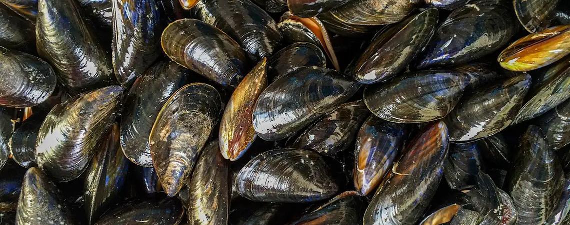 Mexilhões podem acumular microplásticos e transmiti-los a humanos 