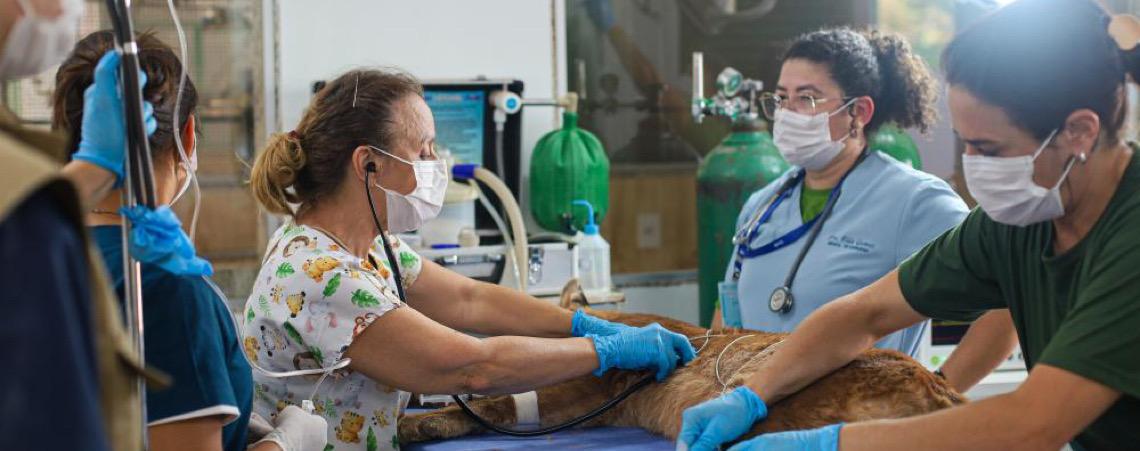 Zoo de Brasília divulga resultado preliminar de chamamento para serviços médico-veterinários