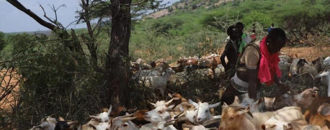 FAO  alerta para riscos crescentes de doenças animais transfronteiriças