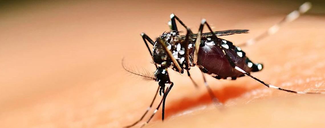 Dengue e chikungunya: Saiba diferenciar os sintomas, doençãs são transmitidas pelo Aedes aegypti