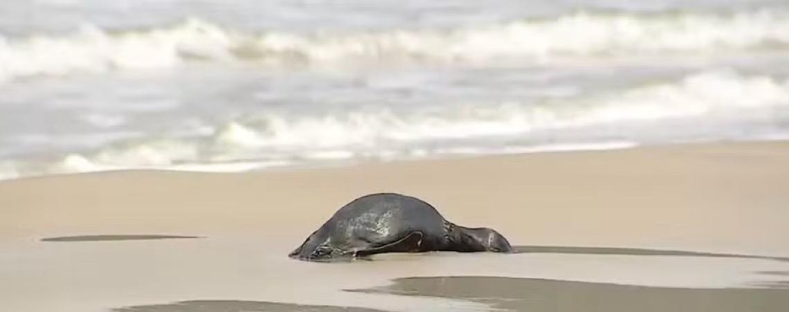 Em dois meses, 796 pinguins são encontrados mortos nas praias de Florianópolis