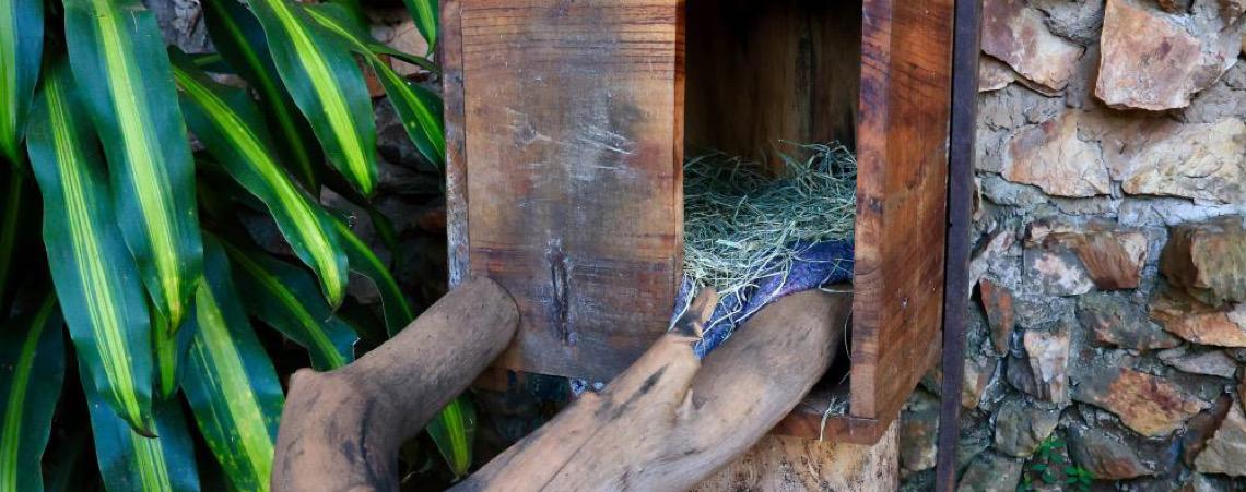 Zoo de Brasília intensifica proteção aos animais durante o frio com cobertores e abrigos reforçados