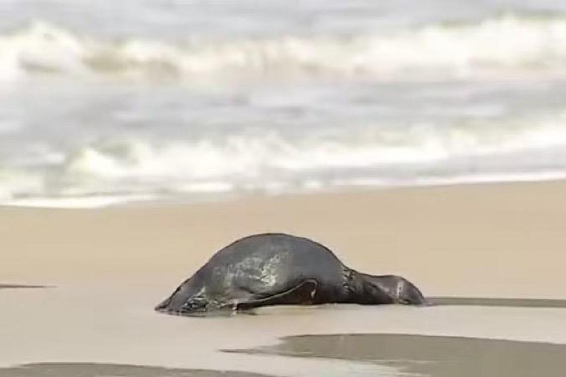 Em dois meses, 796 pinguins são encontrados mortos nas praias de Florianópolis