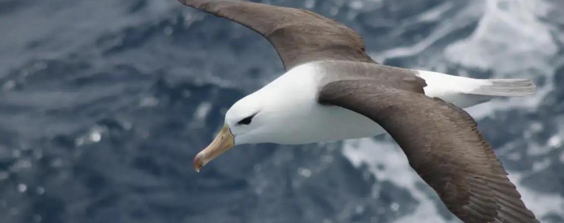 No  Dia Mundial do Albatroz; reduzir morte de albatrozes implica mudanças na pesca em alto-mar