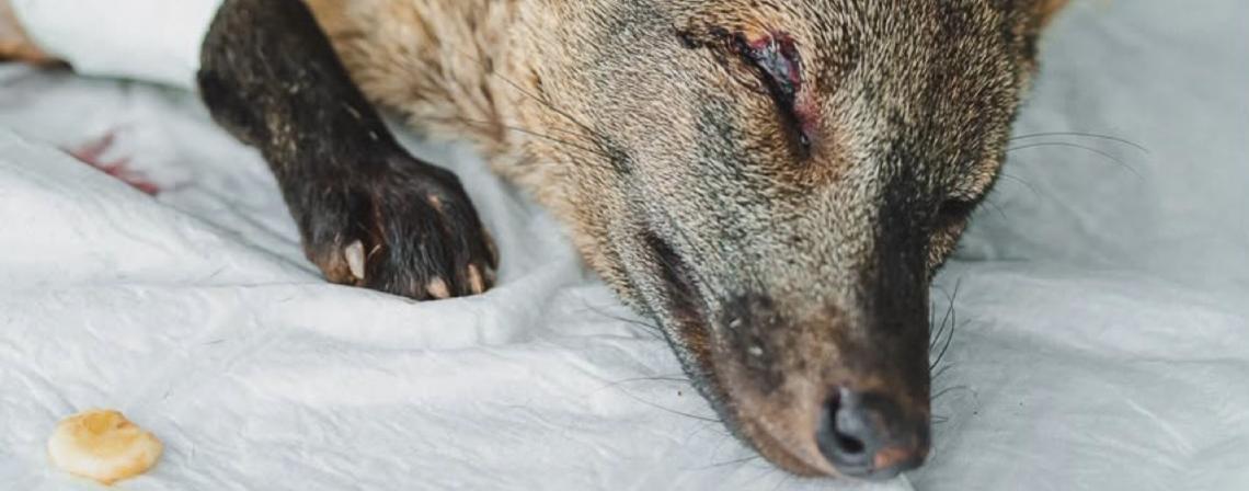 Distrito Federal é referência nacional no tratamento e reabilitação de animais silvestres