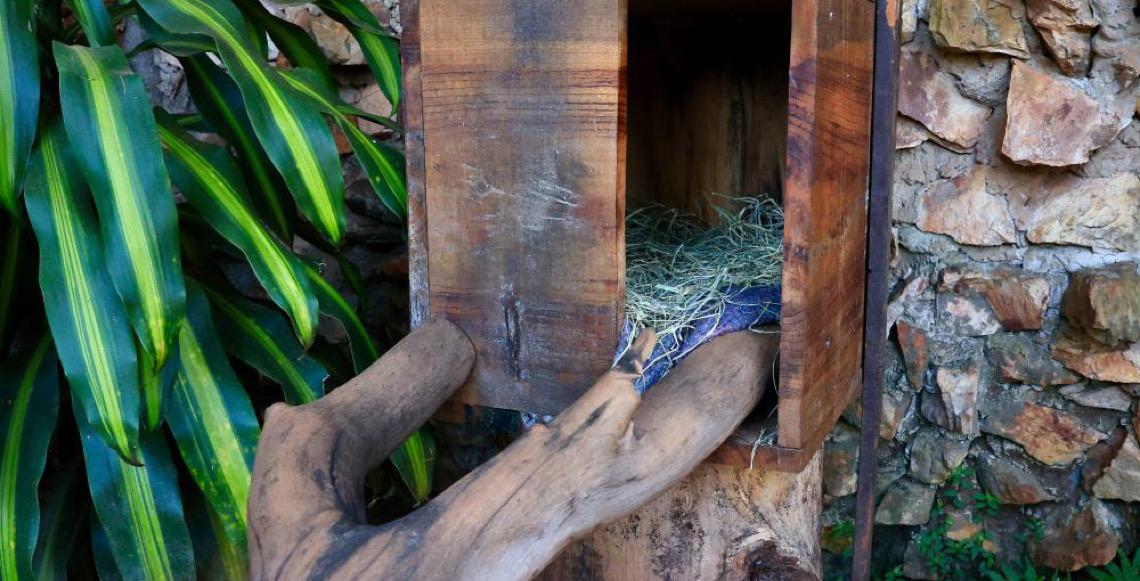Zoo de Brasília intensifica proteção aos animais durante o frio com cobertores e abrigos reforçados