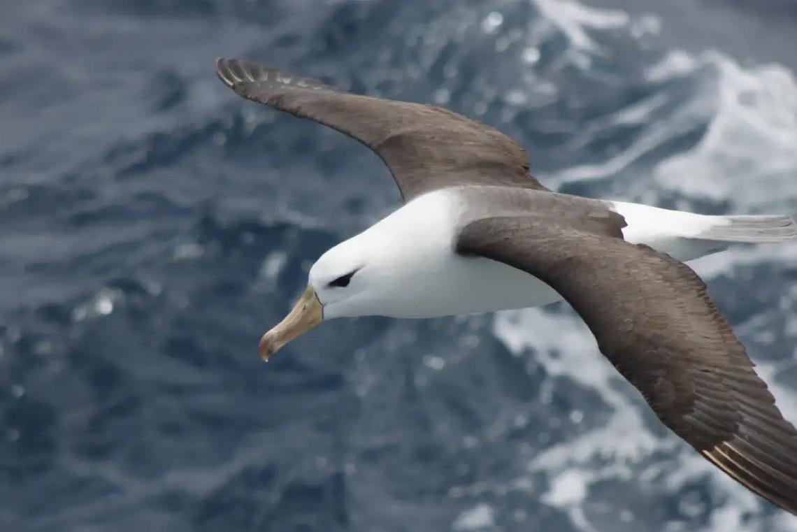 Reduzir morte de albatrozes implica mudanças na pesca em alto-mar