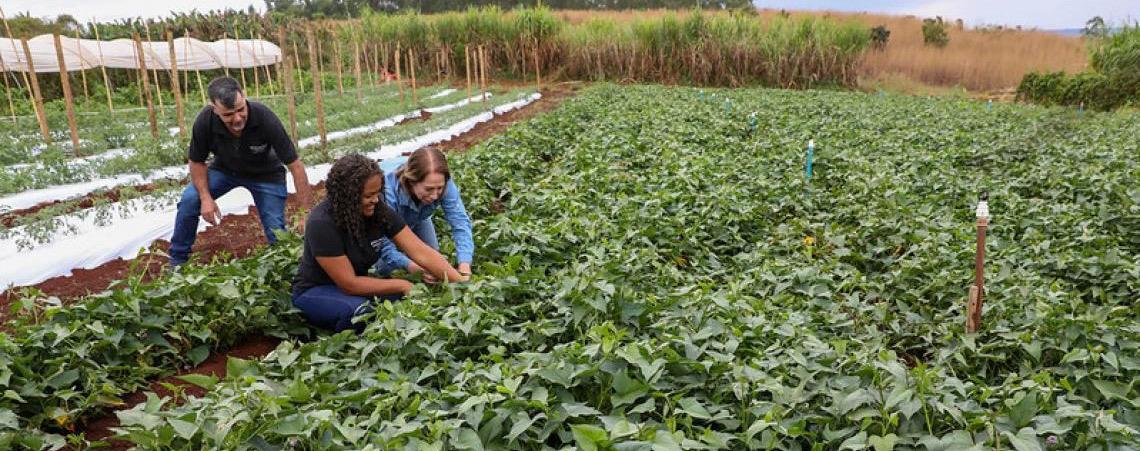 Do campo para a mesa: DF soma mais de 1,2 mil projetos e R$ 67 milhões em crédito rural desde 2019