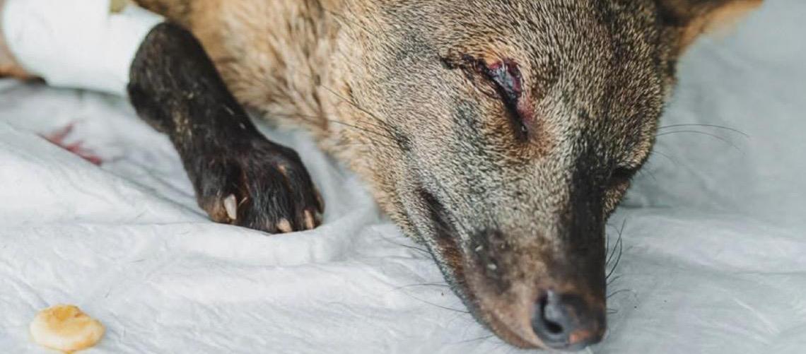 Distrito Federal é referência nacional no tratamento e reabilitação de animais silvestres