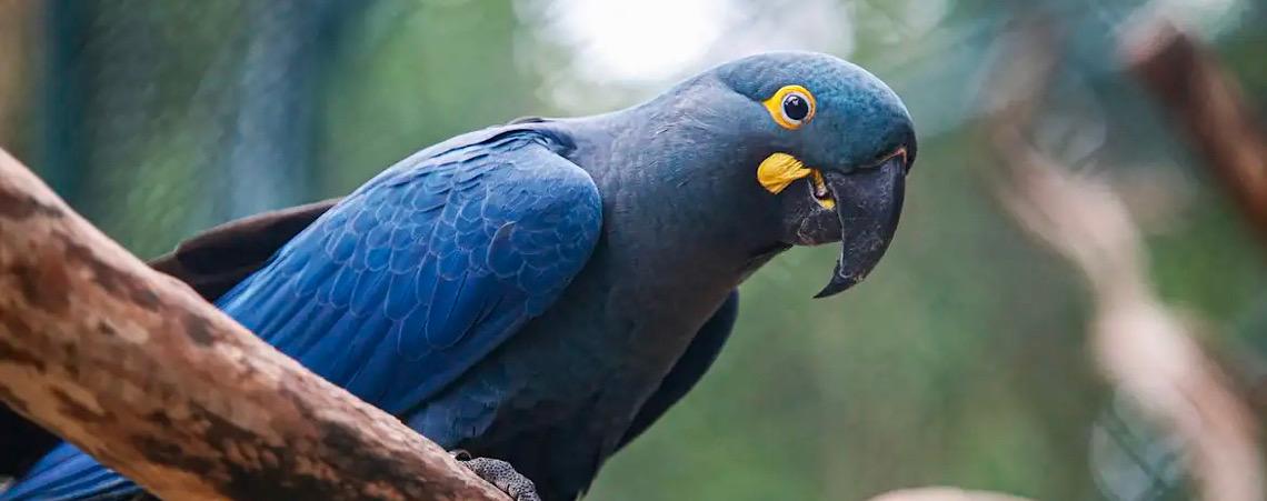 Lista de fauna ameaçada tem 180 animais incluídos e 150 retirados 