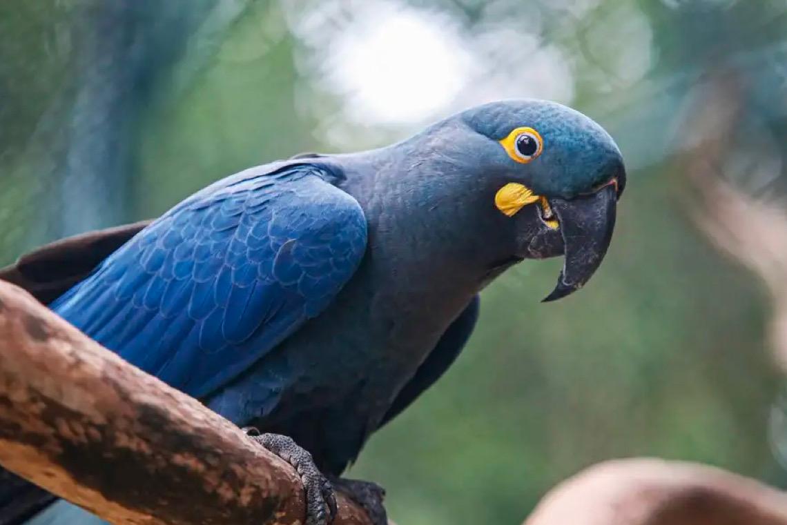 Lista de fauna ameaçada tem 180 animais incluídos e 150 retirados 