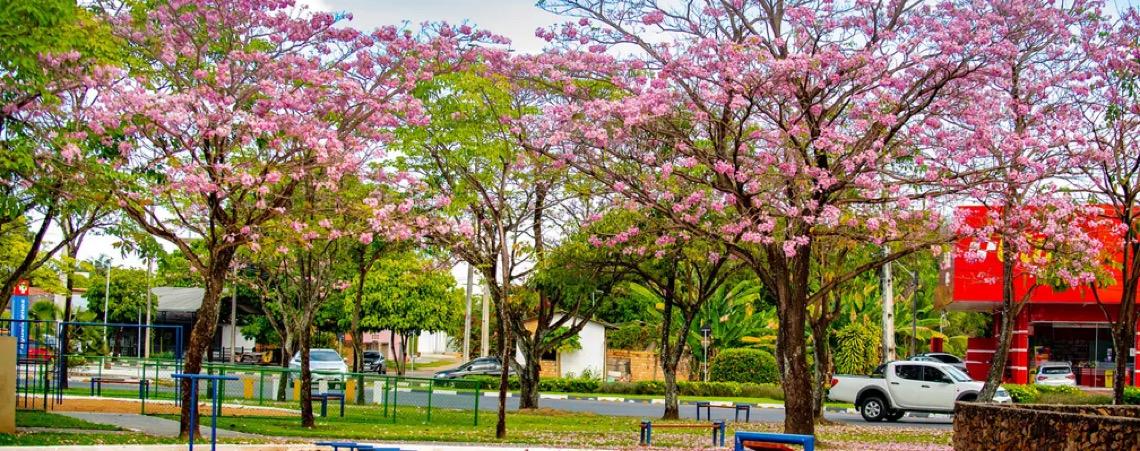 Florada dos ipês-roxos perde intensidade com mudança no regime de chuvas