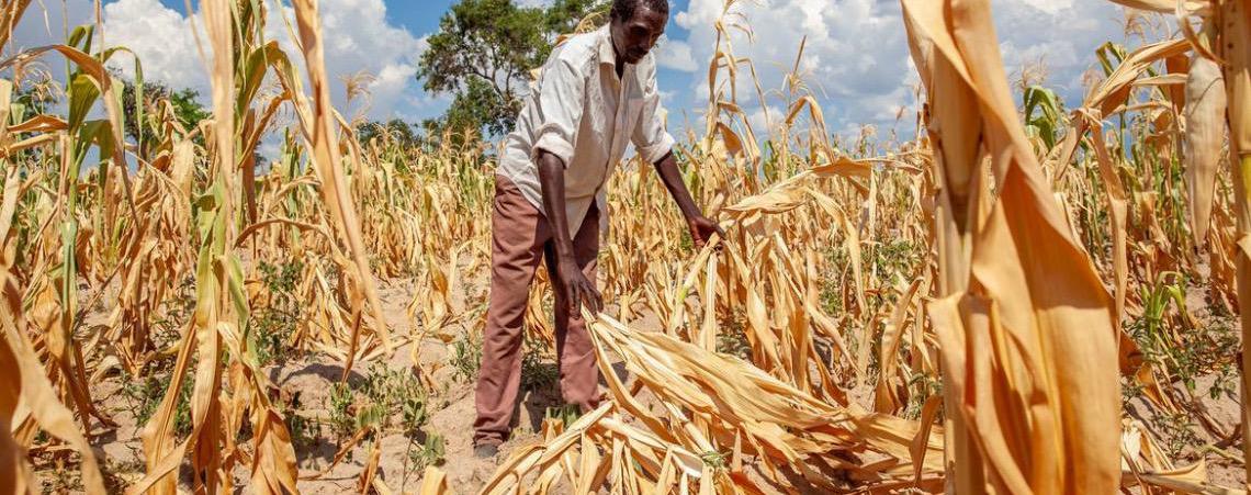 Nova fase do fenômeno climático global El Niño ameaça a produção agrícola mundial, alerta a FAO