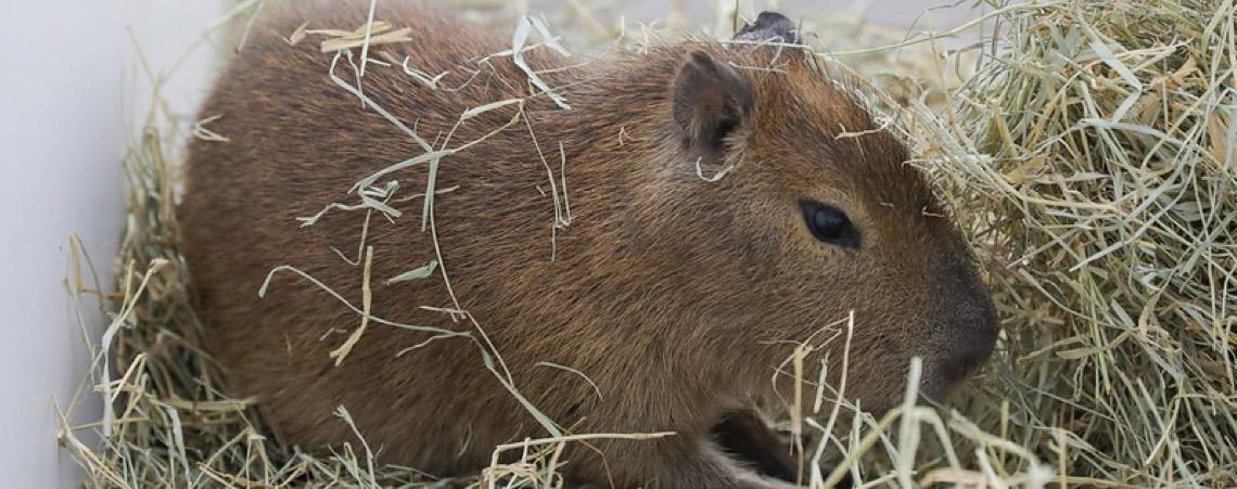 Estudo revela que população de capivaras do DF não é transmissora da febre maculosa