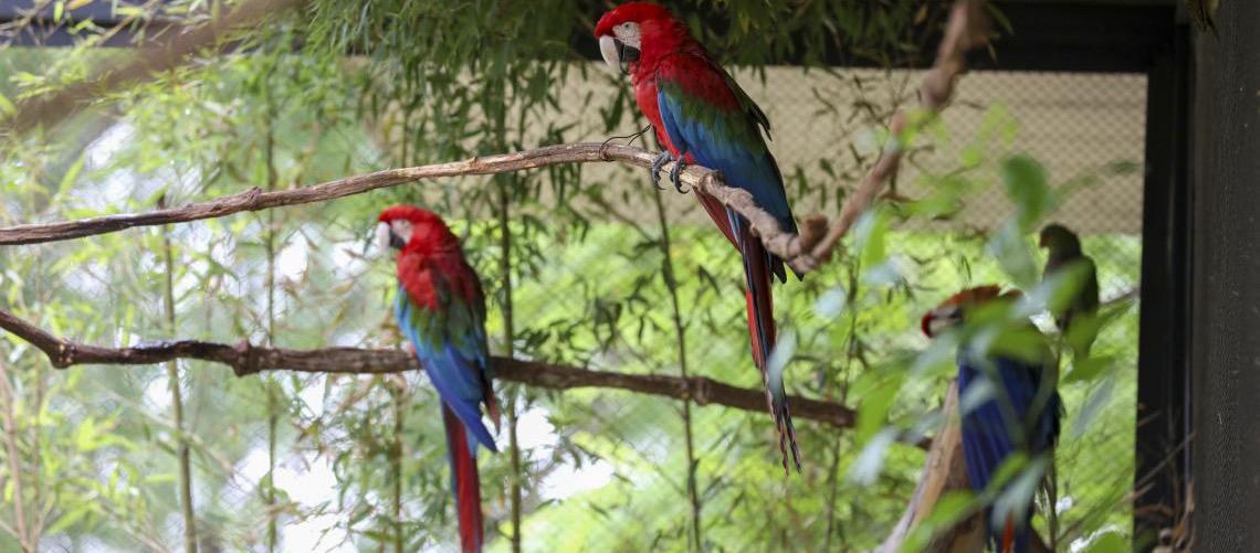 Aviário de imersão do Zoológico de Brasília é fechado temporariamente para bem-estar de araras em período reprodutivo