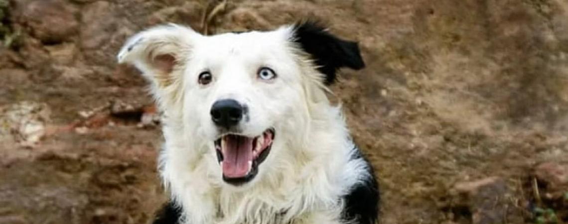 Cão resgatado de maus-tratos vira herói após salvar 12 pessoas em terremoto na Venezuela