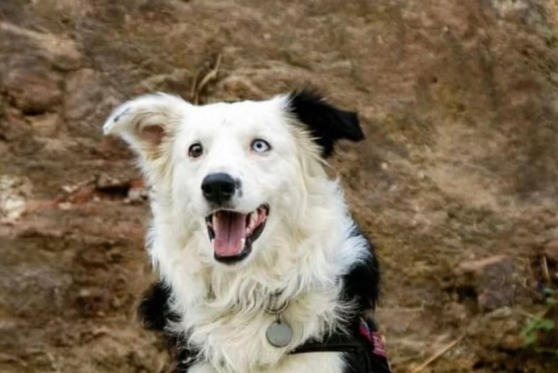Cão resgatado de maus-tratos vira herói após salvar 12 pessoas na Venezuela