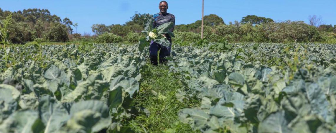 Agropecuária do DF mantém patamar histórico e movimenta R$ 5,8 bilhões em 2025