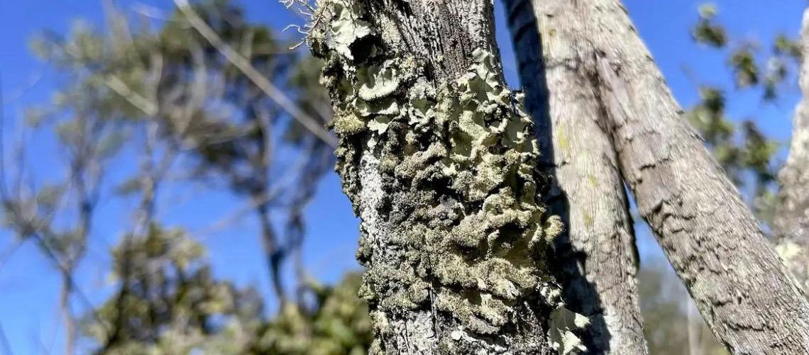 Reserva Ecológica do IBGE no Distrito Federal passa a ter gestão apoiada pelo ICMBio
