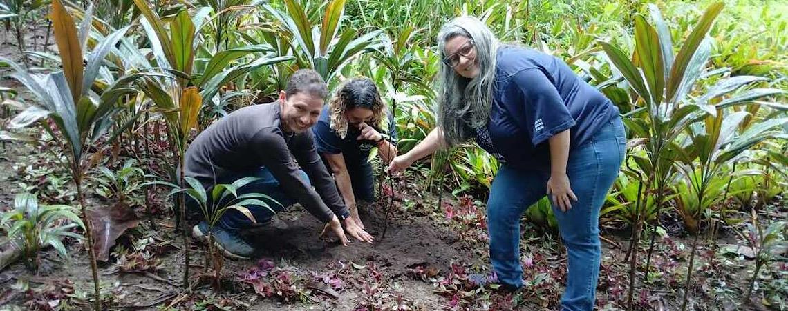 Sítio Roberto Burle Marx amplia coleção botânica com espécies ameaçadas da Mata Atlântica