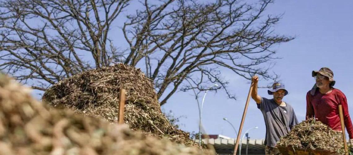 Sistemas agroecológicos de quatro biomas são criados em Brasília, no Distrito Federal