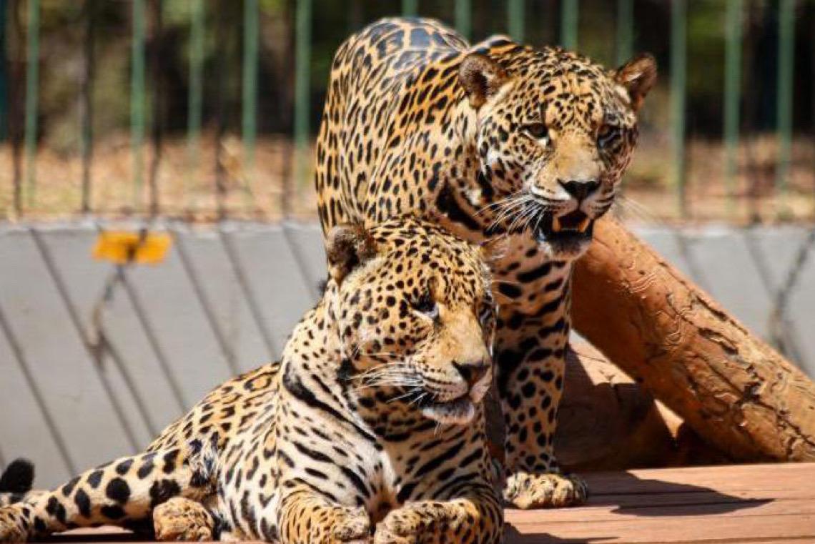 Zoológico de Brasília terá entrada até as 14h em jogo do Brasil pela Copa do Mundo