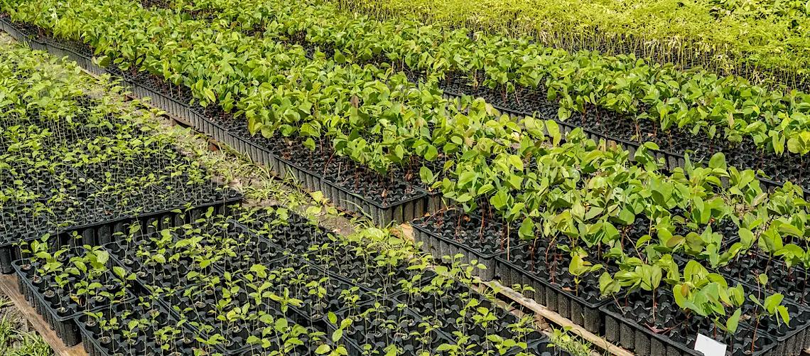 Casal produz espécies nativas da Amazônia e impulsiona reflorestamento 