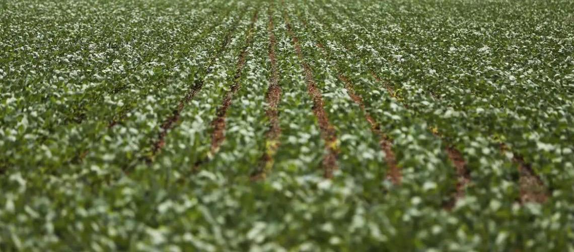 Entenda impasse entre bancada do agro e governo brasileiro sobre dívidas rurais