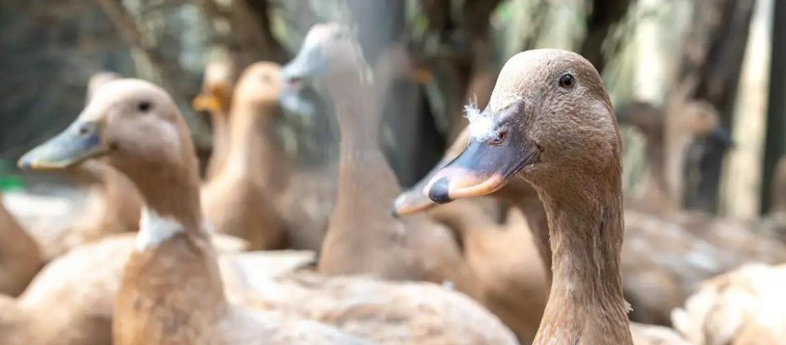 Entidades defendem projeto que proíbe alimentação forçada de animais