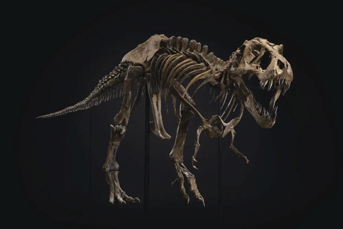 Sotheby's vende fóssil de Tyrannosaurus rex por R$ 256,5 milhões